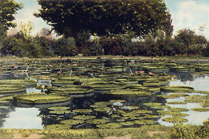 Dreer Nursery Lily Pond